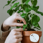 pielęgnacja mięty w doniczce