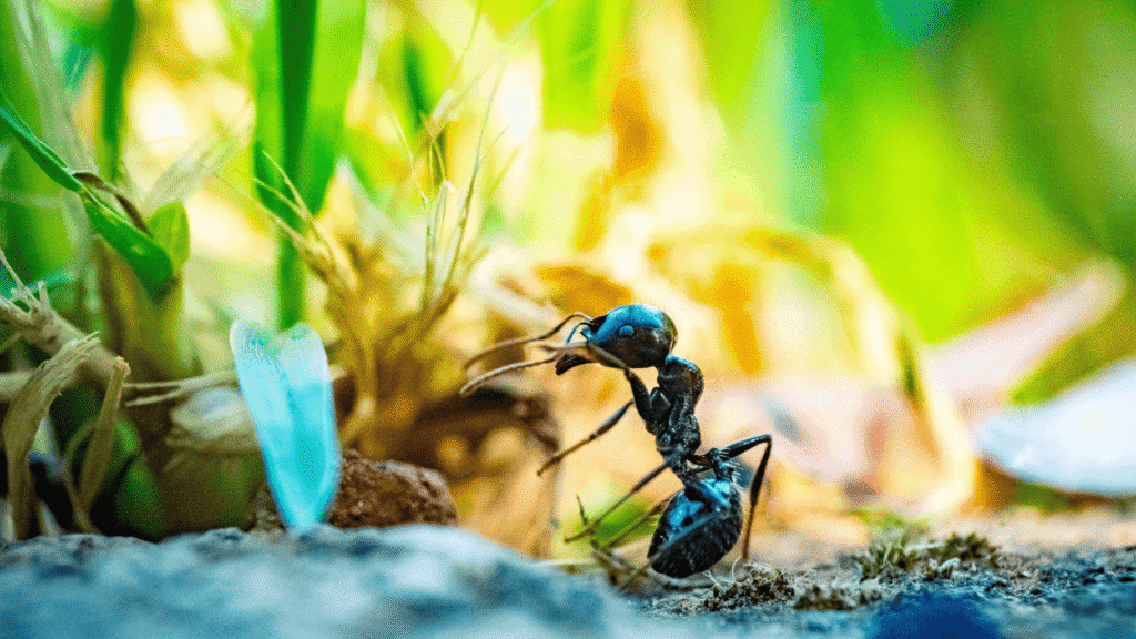 Mrówka w warzywniaku