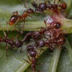 mrówki niszczące liść w warzywniaku